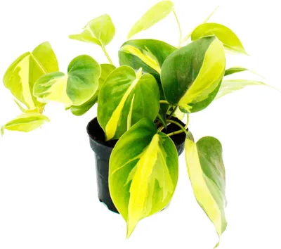 Produktbild von Philodendron scandens Brasil - Kletternder Baumfreund - zweifarbig - 12cm Topf