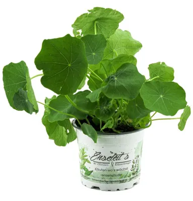 Produktbild von Enseleits Kapuzinerkresse,Tropaeolum majus,frische Kresse für die Küche