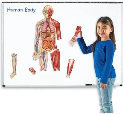 Immagine prodotto di Modello di corpo umano - set magnetico