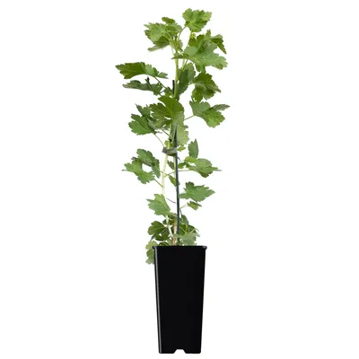 A potted plant on a white background.