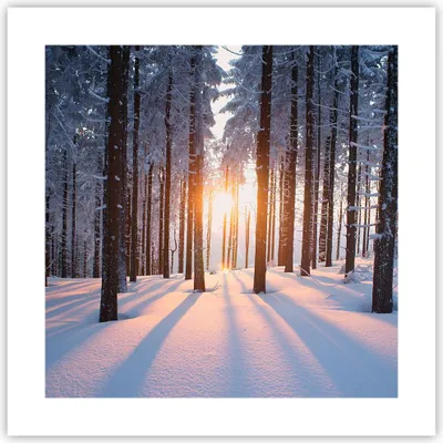 Produktbild von Poster - Poster ohne Rahmen - Wald Winter Schnee - 40x40 cm - Wand Bild - Wanddeko - Wandbilder - Kunstposter - Wandposter - Bilder - Kunstdruck - Wanddekoration - Wandbild - P2XAC40x40-3629