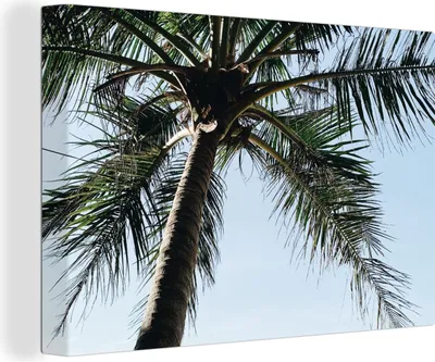 Produktbild von OneMillionCanvasses® - Leinwandbilder - 150x100 cm, Palme - Himmel - Gartenposter - Gartendekoration, Wandbilder Kunstdruck Wanddekoration - Foto auf Leinwand - Gemälde auf