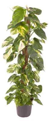 Productafbeelding van Epipremnum Pinnatum Kamerplant, Groenblijvend 110-120 cm