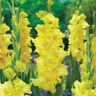 Immagine prodotto di Gladiolo Charisma a fiore grande 5 pezzi Gladioli bulbi di gladiolo