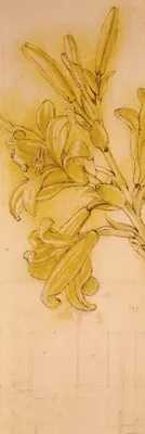 Produktbild von Leonardo Da Vinci Kunstdruck Bild - Lilienstudie, 1480-1485 (158 x 53 cm)