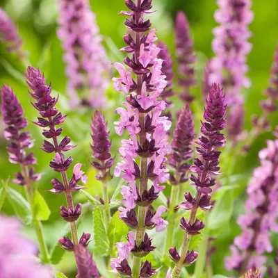 Immagine prodotto di 6 piante di Salvia microphylla 'Salvinio Pink', in vaso da 9x9 cm