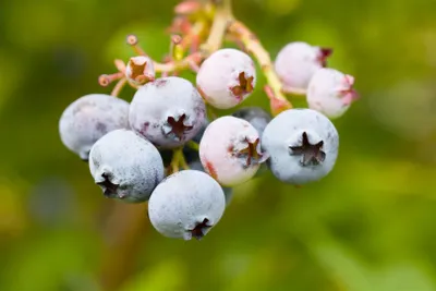 Produktbild von Vaccinium corymbosum 'Bonus', Heidelbeere, 40–60 cm, große Früchte