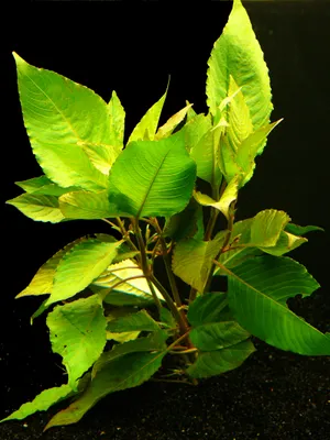 Produktbild von 1 Bund Kirschblatt (Hygrophila Corymbosa Cherry Leave)