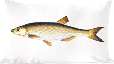 Produktbild von MuchoWow® Zierkissen Sofakissen Wohnzimmer Dekokissen 50x30 cm Fische - Raue Plötze - Realismus - Wohnzimmerdekoration - Polster mit Photo