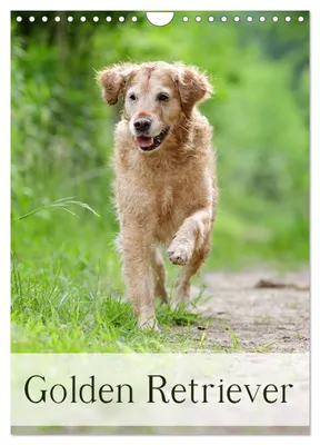 Produktbild von Golden Retriever (Wandkalender 2027 DIN A4 hoch), CALVENDO Monatskalender