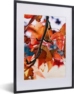Produktbild von MuchoWow® Gerahmtes Poster Ahorn - Blätter - Rustikal - Herbst 30x40 cm - Poster mit Schwarzem Bilderrahmen Wandposter Rahmen Foto Bilder - Wandposter Schlafzimmer