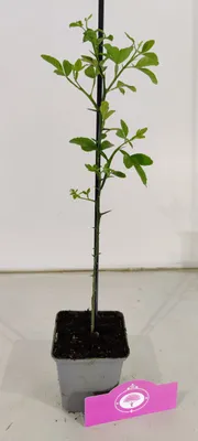 Produktbild von Set mit 3 Wildzitronen – Citrus trifoliata – Winterhart – H20cm – im 9cm-Topf