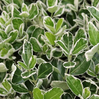 Immagine prodotto di 2 x  Euonymus giapponese  - Euonymus japonicus 'Kathy'  | 20-30 cm in contenitore