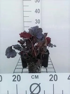 Produktbild von 6 x  Heuchera hybr. 'Plum Pudding' - Purpurglöckchen - Topf 9 x 9 cm