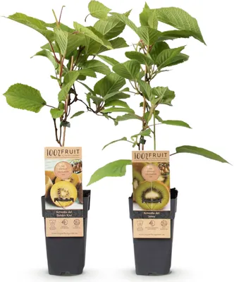 Produktbild von Obstpflanze - Grüne & Gelbe Kiwi - Actinidia deliciosa Jenny & Goldene Kiwi - 2 Pflanzen - Topf 15cm Höhe 50cm - 40-50cm - Ø15cm - Gartenpflanze