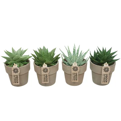 Produktbild von Aloe Wüstenlilie im 4er Set mit Übertopf