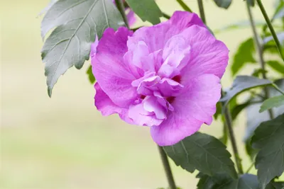 Produktbild von Hibiscus syriacus 'Purple Ruffles', Gartenhibiskus, lila, 40–60 cm