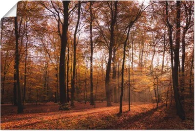 Produktbild von ARTland Poster Sonnenaufgang im Herbst II Größe: 90x60 cm