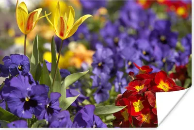 Produktbild von MuchoWow® Poster Frühling - Blumen - Farben 60x40 cm - Schlafzimmerdekoration