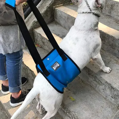 Imagen del producto de Arnés de apoyo para perros, diseñado para rehabilitación y asistencia