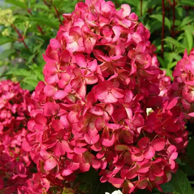 Image de 2 x  Hortensia paniculé  ('Rendia') - Hydrangea paniculata 'Diamond Rouge'  | 40-50 cm en conteneur