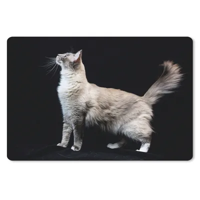 Produktbild von MuchoWow® Schreibtischunterlage Langhaarige Katze 60x40 cm - XXL Mauspad - Großes Mauspad