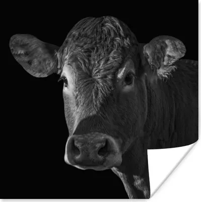 Produktbild von MuchoWow® Poster Kuh - Tiere - Schwarz - Weiß - Porträt 75x75 cm - Wand Dekoration