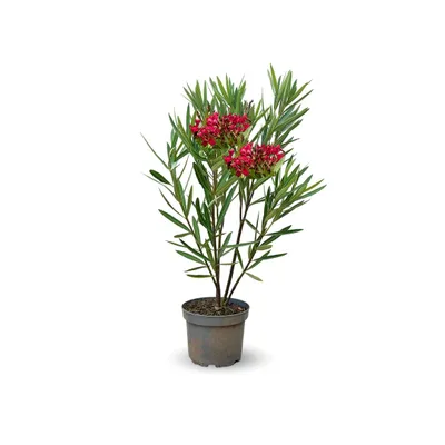 Image de Laurier rose nain - nerium oleander nana - ↕ 70-80 cm - ⌀ 19 cm - plante d'extérieur - fleur rouge