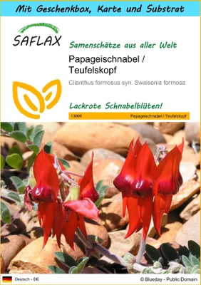 Produktbild von SAFLAX - Geschenk Set - Papageischnabel / Teufelskopf - 20 Samen - Mit Geschenk- / Versandbox, Versandaufkleber, Geschenkkarte und Anzuchtsubstrat - Clianthus formosus