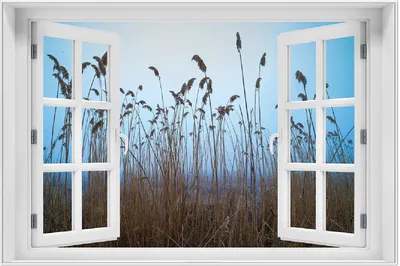 Produktbild von Wallario Wandbild mit Fenster-Illusion: Schilfrohr am See vor blauem Himmel, Größe: 61 x 91,5 cm, Poster mit weißem Aluminiumrahmen