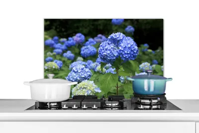 Obrázok produktu pre MuchoWow® Splashback Kuchyňa - Kuchynský backsplash - Ochrana steny pre sporák a drez Modré kvety hortenzie 70x50cm Alu-Dibond (alternatíva k