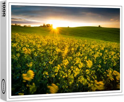 Produktbild von raxxa Premium-Puzzle "Rapsfeld im Sonnenuntergang", 1000 Teile