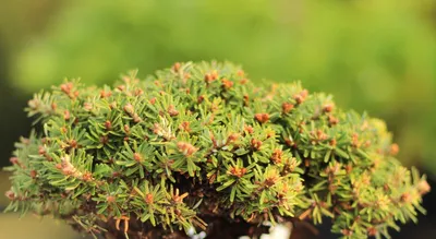 Image de Sapin de Corée nain Abies koreana Boule de cristal sur tronc greffé 40 cm persistant