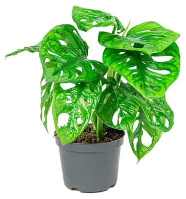Productafbeelding van JUNAVERA Monstera Adansonii | In 12 cm Pot