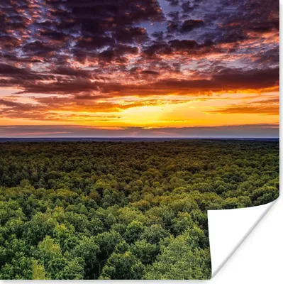 Produktbild von MuchoWow® Poster Wald - Nacht - Himmel - Horizont - Bäume 75x75 cm - Wand Dekoration