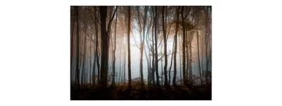 Immagine prodotto di Muralo foto carta da parati foresta 450 (L) x 300 (A) cm carta da parati in tessuto non tessuto alberi soggiorno camera da letto murales moderno XXL paesaggio panorama natura mondo decorazione murale