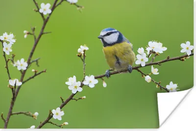 Produktbild von MuchoWow® Poster Blaumeise - Zweig - Blumen - Blühende Zweige - Vogel 60x40 cm - Schlafzimmerdekoration