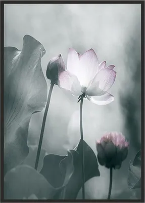 Produktbild von Bild Poster im Rahmen 43x33 cm Blume P1229