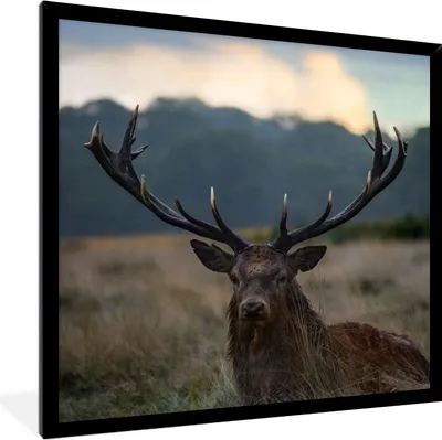 Produktbild von MuchoWow® Gerahmtes Poster Hirsch - Wiese - Geweih 40x40 cm - Poster mit Schwarzem Bilderrahmen Wandposter Rahmen Foto Bilder - Mit Rahmen - Wanddekoration Schlafzimmer