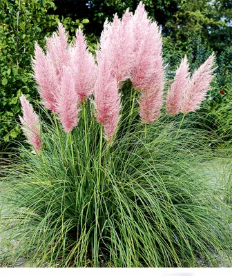 Produktbild von BALDUR Garten Rosa Pampasgras, 1 Pflanze, Cortaderia Ziergras, winterharte Staude, mehrjährig, pflegeleicht, Wasserbedarf gering, blühend, Cortaderia selloana rosea