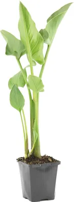 Zdjęcie produktu dla Bloomique - Zantedeschia Aethiopica - White Arum - Rośliny stawowe - Hardy - 10-20 cm wysokości - Doniczka 9 cm