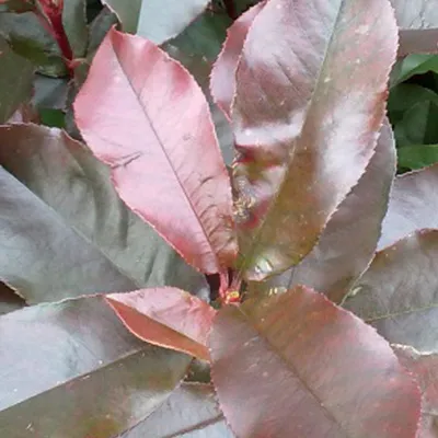 Immagine prodotto di 2 x  Fotinia  - Photinia fraseri 'Camilvy'  | 40-60 cm in vaso