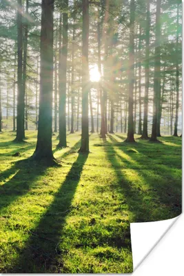 Produktbild von MuchoWow® Poster Bäume - Natur - Wald 20x30 cm - Papierdruck