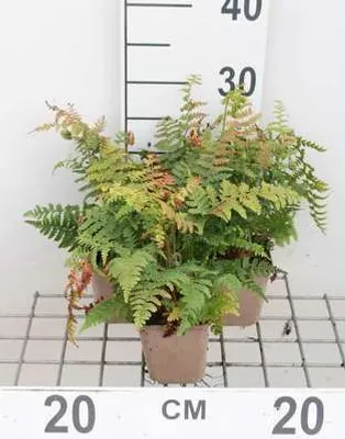 Produktbild von 6 x Polystichum braunii - Brauns Schildfarn - Topf 9 x 9 cm