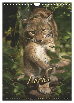 Produktbild von Luchs (Wandkalender 2027 DIN A4 hoch), CALVENDO Monatskalender