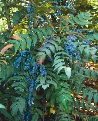 Produktbild von Mahonia media 'Charity', Mahonie, gelbe Blüten, 40–60 cm