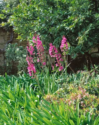Produktbild von Gladiolus palustris, Sumpf-Gladiole, rosa, ca. 9x9 cm Topf