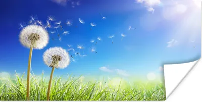 Produktbild von MuchoWow® Poster Löwenzahn - Saatgut - Frühling 160x80 cm - Foto Poster