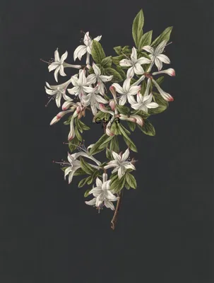 Imagen del producto de ESTAhome fotomural flores rosa claro y 186 x 279 cm