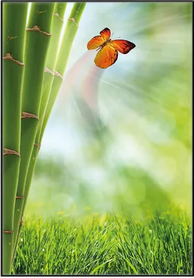 Produktbild von Wallario Wandbild Schmetterling im Grünen mit Bambus, Größe: 70,30 x 100,30 cm, Poster mit schwarzem Aluminiumrahmen